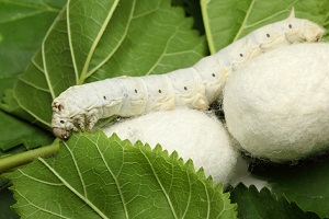 mit print pavilion silkworm kerm abrisham